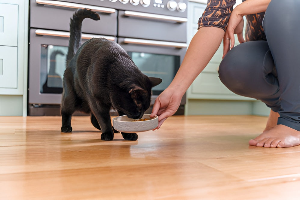 Choose Pet Feeding Essentials For Better feed